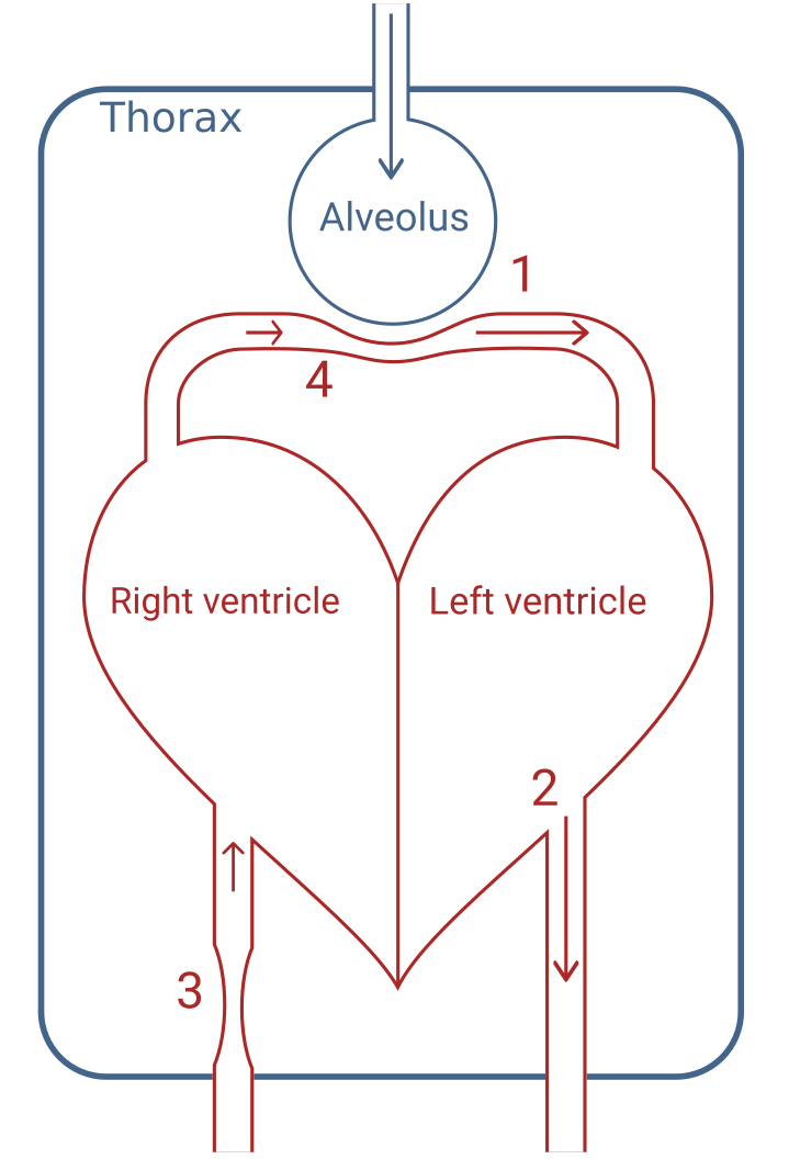 Illustration of the three principal effects. 1) Squeeze of peri-alveolar vessels. 2) Higher thoracic pressure facilitates blood flow out of the thorax. 3) Decreased venous return to the right-ventricle due to higher thoracic pressure. 4) Alveolar pressure increases right-ventricular afterload.