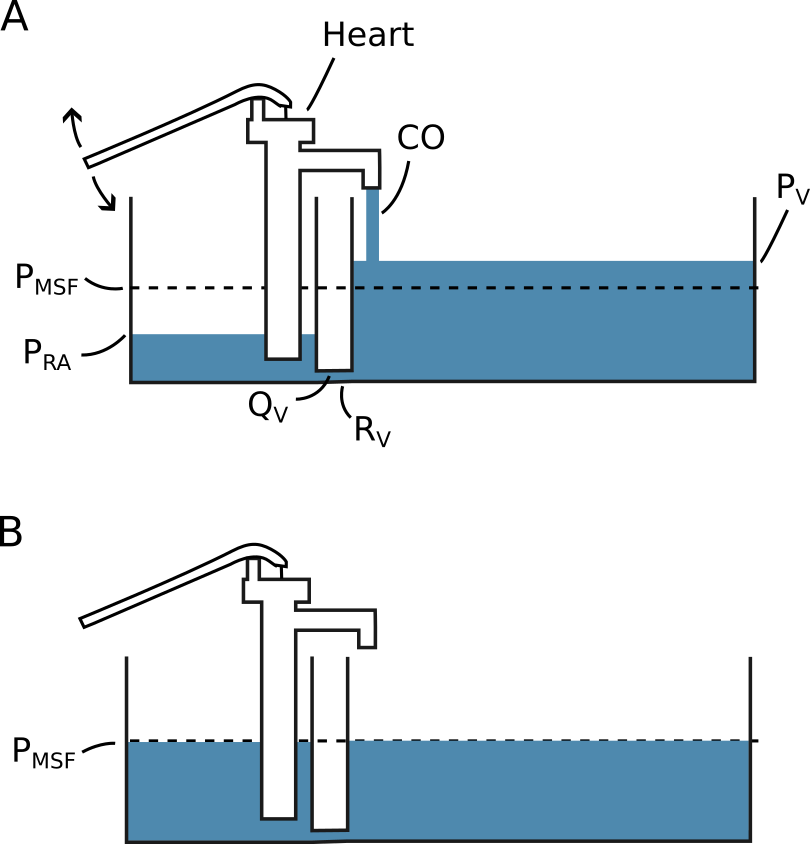 A simple model illustrating the concepts of venous return (\(Q_V\)) and mean systemic filling pressure (\(P_{MSF}\)). The pressure is defined by the height of the fluid surface and the compliance is proportional to the width of the compartment. A) The system with a constant cardiac output (CO). B) The system with cardiac arrest (CO = 0). \(P_V\), pressure of the compartment representing venules and veins. \(R_V\), resistance to venous return. \(P_{RA}\), pressure of the compartment representing the right atrium.